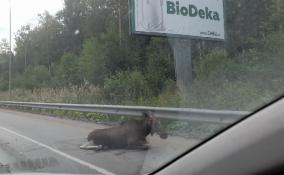 В Ленинградской области сбили лося