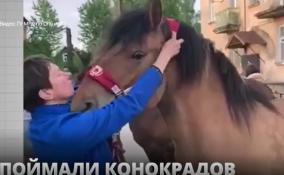 Во Всеволожском районе поймали похитителей лошадей