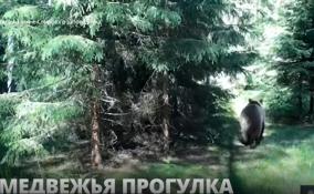 Многодетная семья медведей из Нижне-Свирского заповедника попала в
объектив фотоловушки
