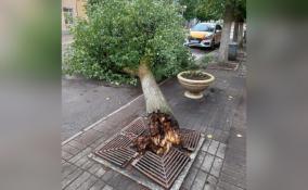 Ночной шторм в Гатчине повалил 5 деревьев