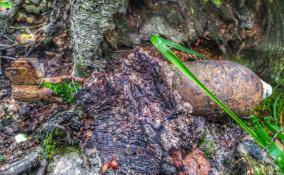 В Ленобласти грибник нашел мину времен Великой Отечественной войны, вросшую в корни дерева