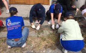 Волонтеры Ленобласти смогут обучиться азам реставрации