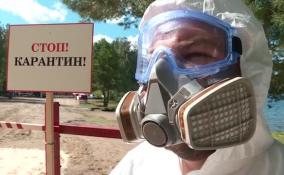 «Эпидемию» африканской чумы свиней в Петровском удалось предотвратить