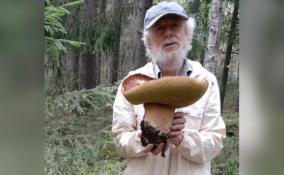 Гигантский белый гриб весом 1,6 кг нашли в лесу под Выборгом