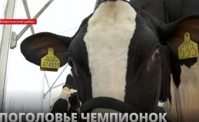 Во Всеволожском районе в 18 раз открылась
выставка племенных коров «Белые ночи»
