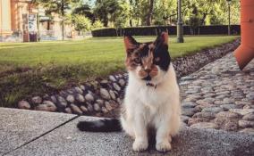Умерла главная кошка Петропавловской крепости по кличке Капитолина