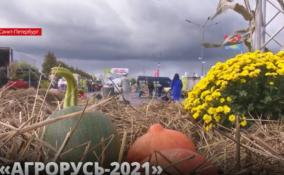 «Агрорусь-2021»: в тридцатый раз в Петербурге начала работу первая в
России агропромышленная выставка–ярмарка