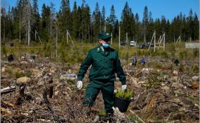Ленобласть присоединится к всероссийской акции «Сохраним лес»