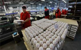 Ленобласть экспортировала в ОАЭ около 40 млн куриных яиц