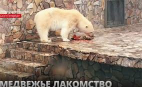 Белая медведица из Ленинградского зоопарка полакомилась гигантским арбузом