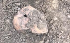Останки погибшего красноармейца с медальоном подняли из земли в Гатчинском районе