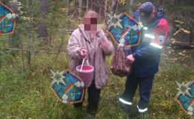 Спасатели вывели из леса Приозерского района заблудившуюся женщину