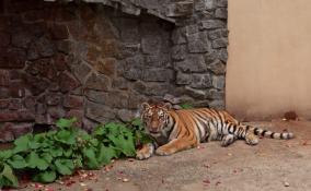 В Ленинградский зоопарк приехала тигрица Виола