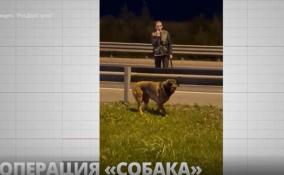 Дорожники спасли собаку на КАДе