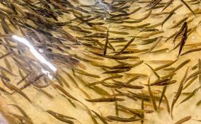 В Ладожское озеро выпустили почти 7 тысяч особей сига