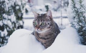 В конце октября в Петербурге может выпасть первый снег