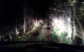 В Ленобласти семейная пара с детьми застряла в лесу на машине