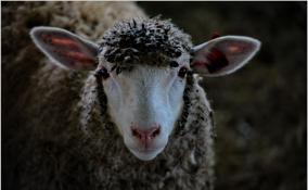 Овцы на Фарерских островах будут есть комбикорм из Ленобласти