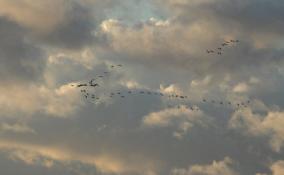 Биолог Павел Глазков рассказал о массовом пролёте гусей в Ленинградской области