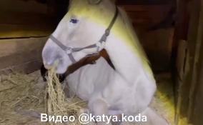 Волонтеры из разных уголков Петербурга спасали истощенную 400-килограммовую лошадь