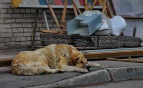 За 15 лет в Петербурге отловили около 35 тысяч бездомных псов