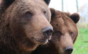 Жители Конново боятся выйти из дома из-за нашествия медведей
