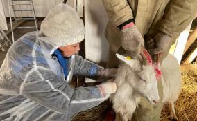 46% овец и коз в Ленобласти привиты от оспы