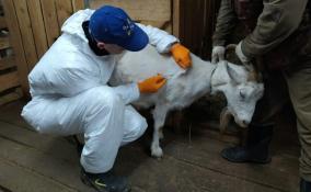 В Волосовском районе ветеринары отменили карантин по оспе овец и коз