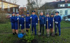 Сотрудники прокуратуры высадили 16 молодых деревьев в Выборге