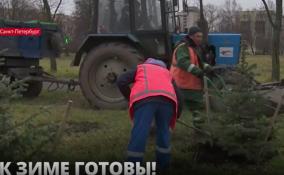 В Петербурге деревья и
кустарники укрывают материалами, которые помогут
уберечься от предстоящих морозов