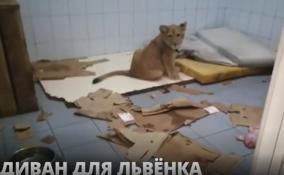 Сотрудники центра реабилитации диких животных «Велес» показали видео с трёхмесячным львёнком по кличке Август Цезарь