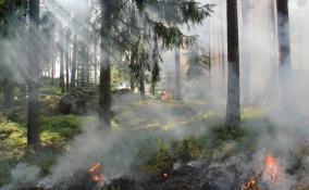 В лесах Ленобласти зафиксировано 423 пожара за 2021 год