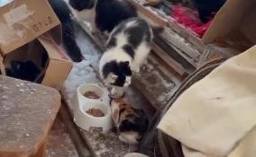 На даче под Выборгом нашли 20 брошенных кошек