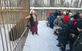 Медведицу Винни из приюта в Волосовском районе отправили в зимнюю спячку