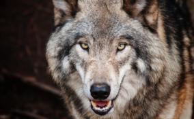 В Ленобласти в рамках любительской и спортивной охоты добыли 46 волков
