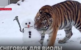Ленинградский зоопарк подарил
тигрице Виоле снеговика
