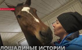Лошадиные истории: о школе олимпийского резерва по конному спорту в деревне Токкари