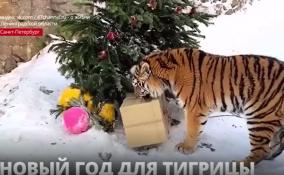 Тигрица Виола из
Ленинградского зоопарка нашла под ёлкой новогодний подарок