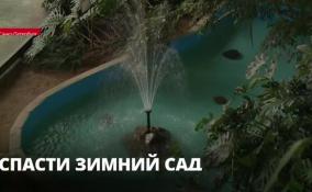 Судьба растений зимнего сада Ленинградского дворца молодежи решится летом