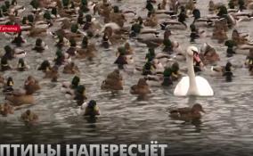 В Гатчинском парке пересчитали птиц в рамках Всероссийской акции
«Серая шейка»