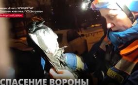 Трогательное спасение вороны в Выборгском районе Петербурга попало в объективы камер