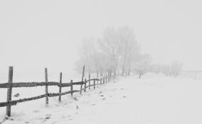 В понедельник жителей Ленобласти ожидает сильный снег и до -7