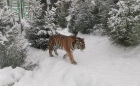 В преддверии китайского Нового года тигрица Виола встретит посетителей Ленинградского зоопарка