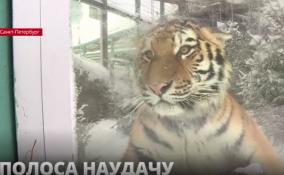 В Ленинградском зоопарке можно встретиться с тигром и запастись удачей на целый год