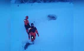 В Любани спасли дворового пса, который провалился под лед