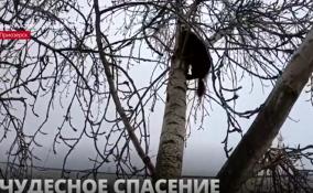 В Приозерске спасли кошку, которая просидела на дереве 3 дня
