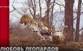 Национальный парк «Земля леопарда» в Приморье опубликовал редкие кадры