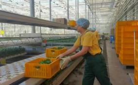 Производства Ленобласти готовы обеспечить регион собственной продукцией
