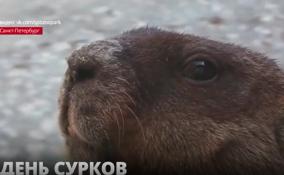 В Ленинградском зоопарке проснулись сурки
