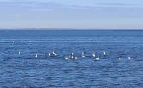 Жители Ломоносовского района запечатлели на Финском заливе большую стаю лебедей